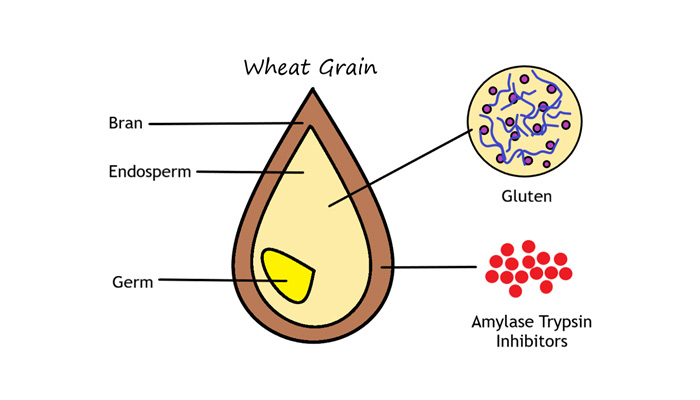 Diagram of a wheat grain showing bran, endosperm, germ, with callouts for gluten and amylase-trypsin inhibitors (ATIs)