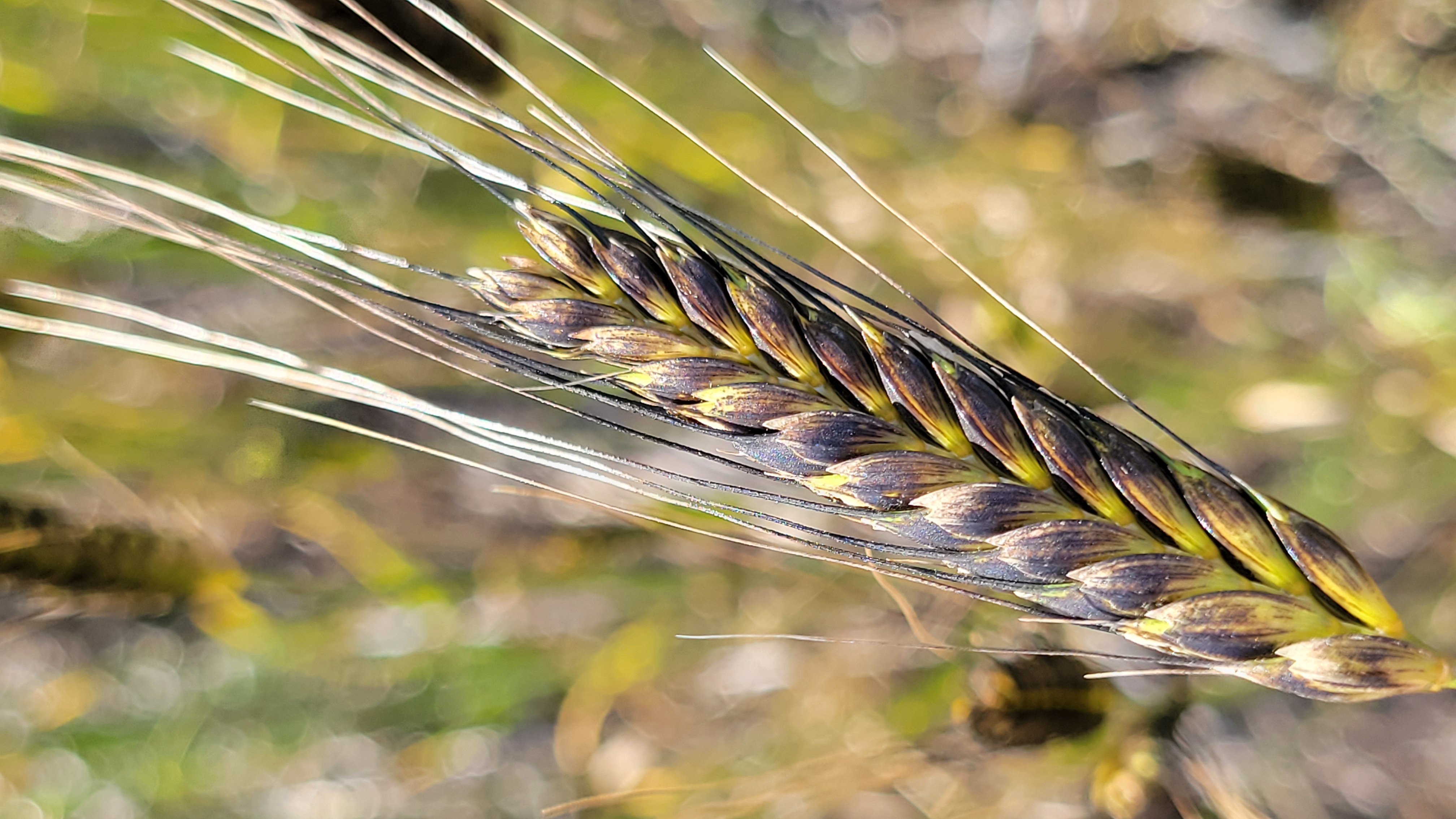 Close-up of golden einkorn wheat grain