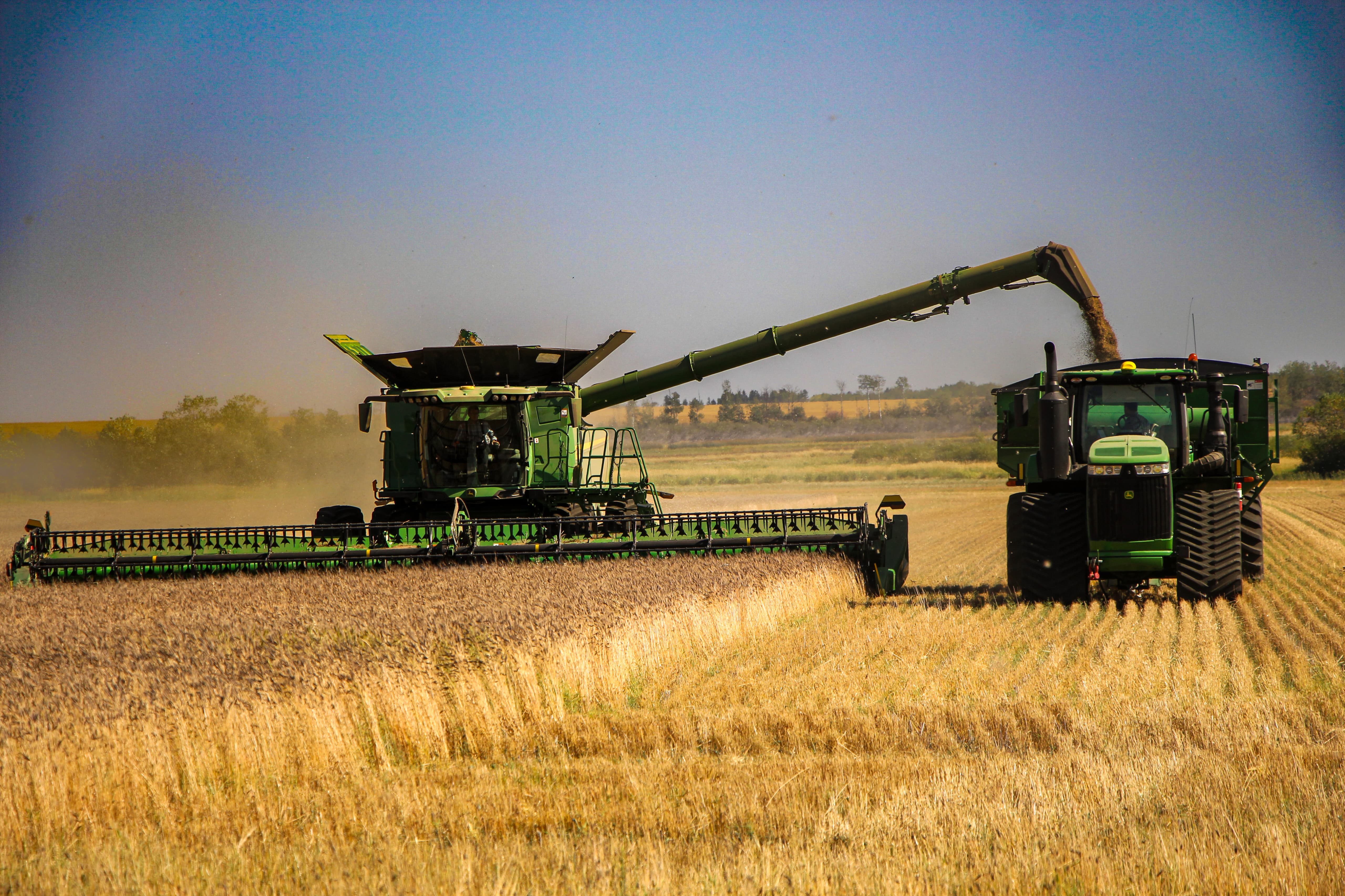 Better Grain combine harvesting einkorn in Alberta