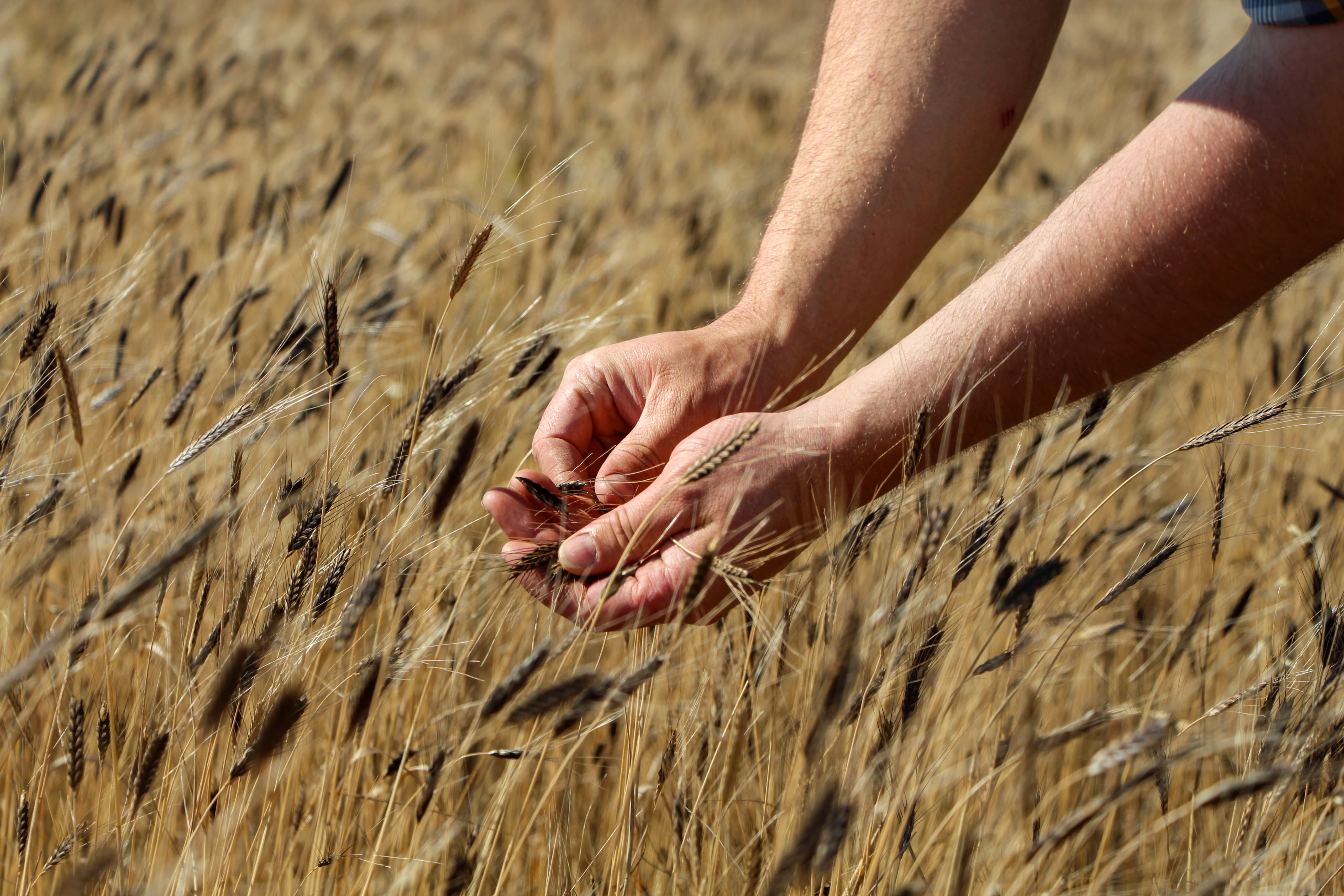 Golden einkorn wheat field