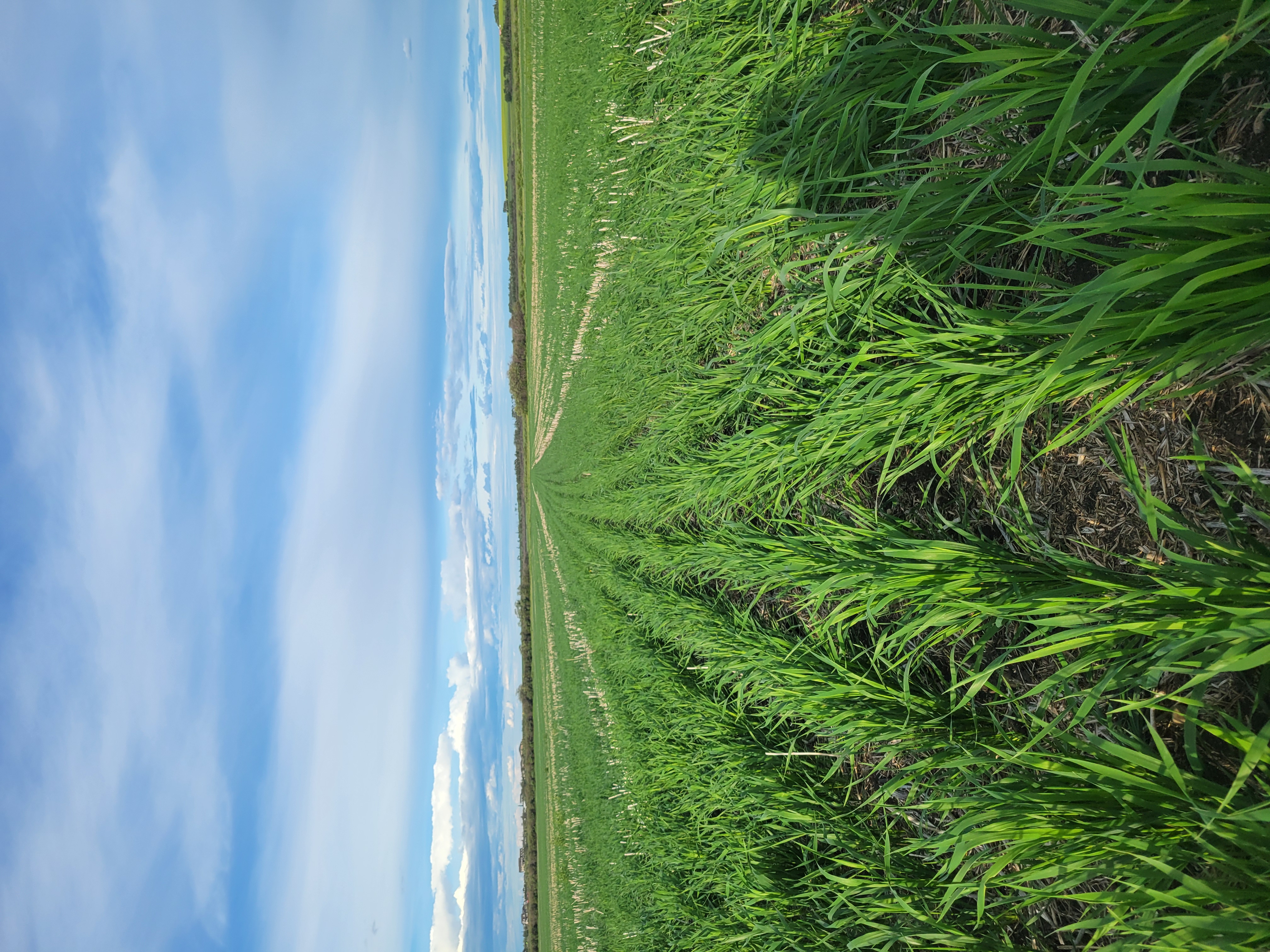 Rich dark soil with young wheat sprouts in golden sunlight