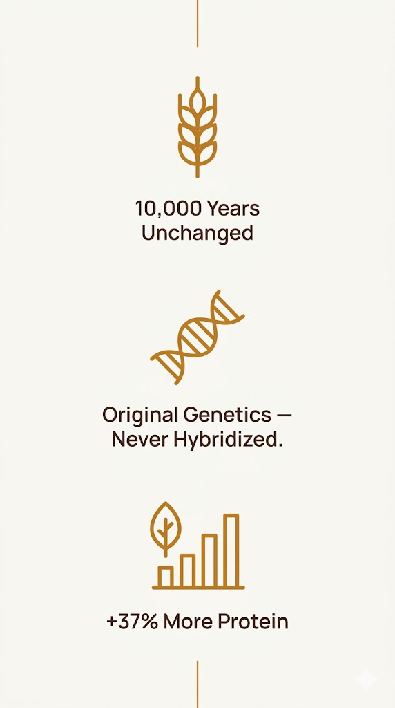 Einkorn — 10,000 years unchanged, original genetics, 37% more protein